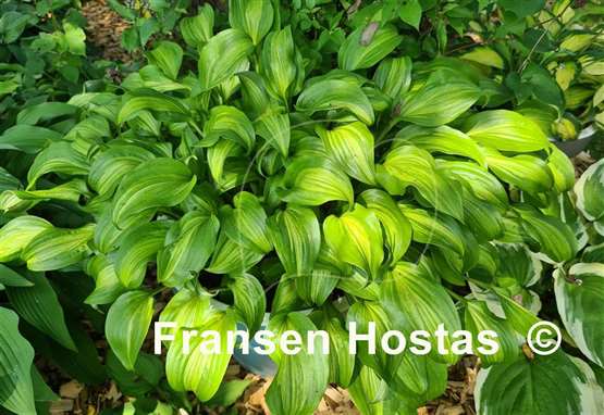 Hosta Geisha